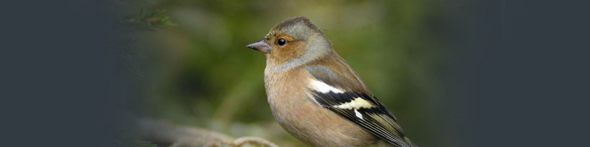 chaffinch-slide.jpg